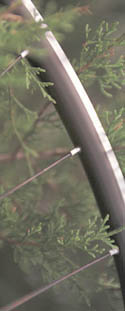 Spider standard rim style -- Click to enlarge