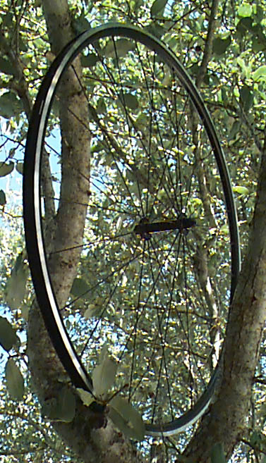 Nimble Spider climbing Texas hill country oak